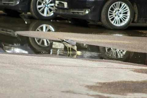 A seagull eats on the asphalt Stock Photos