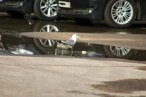 A seagull eats on the asphalt Stock Photos