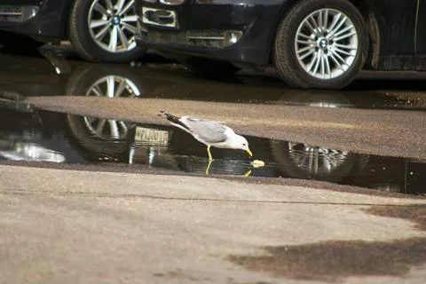 A seagull eats on the asphalt Stock Photos