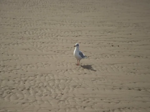 Seagull eats on the beach Stock Footage 80374833