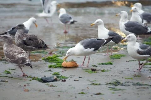 Seagull eats bread bowl on a beach Foto stock