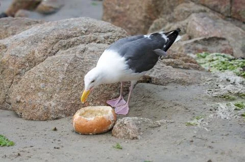 Seagull eats bread bowl on a rocky beach Stock Photos