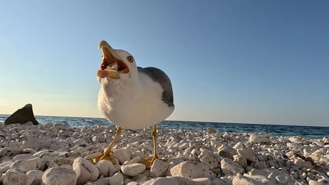A seagull eats bread. A close-up of a seagull grabbing food against the backd Stock Footage 330394622