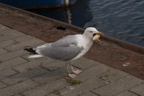 Seagull eats bread in the haven, angry facial expression Stock Photos