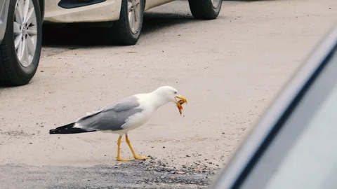 Seagull eats carcass in empty steet Vidéo 130038361