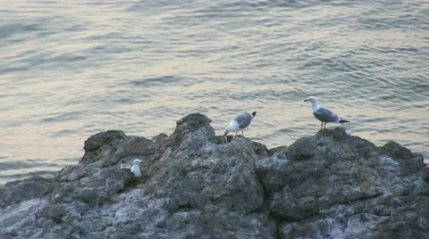 Seagull eats caught fish Stock Footage 18190612