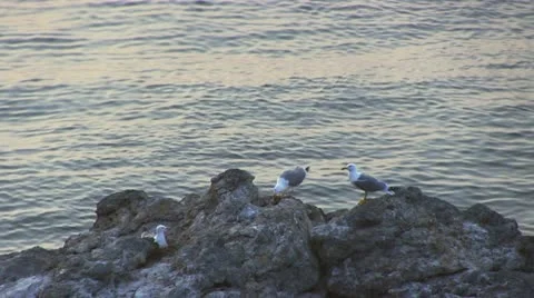 Seagull eats caught fish. Stock Footage 18195968