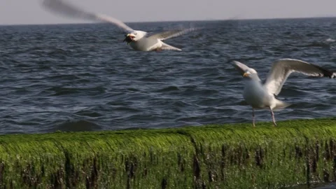 A seagull eats a crab 4k 30fps video Stock Footage 245513766