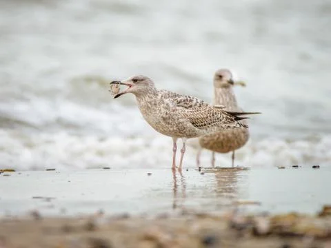 A seagull eats a crab on the beach Stock Photos