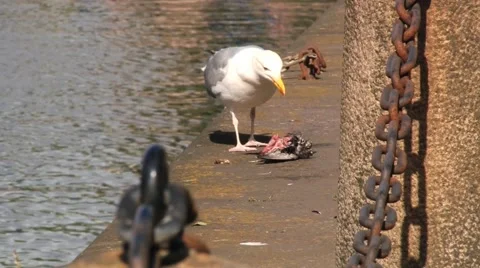 Seagull eats dead bird at the riverside in a city. Video stock 61270107