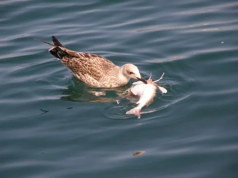 Seagull eats dead fish. Feeding seagulls in the sea. Stock-Fotos
