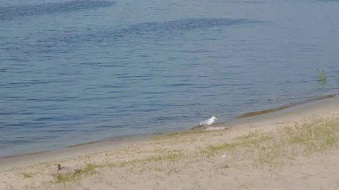 Seagull eats dead fish. Seagull on the shore eats a big fish. Seagull eats Stock Footage 202114632