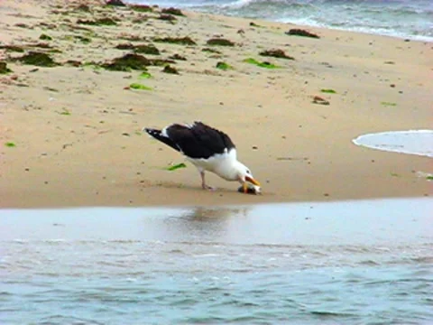 Seagull eats fish, almost Stock Footage 8993606