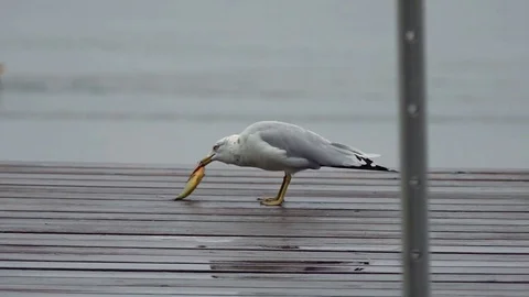 Seagull Eats Fish on Dock on Cloudy Day Stock-Footage 72002521