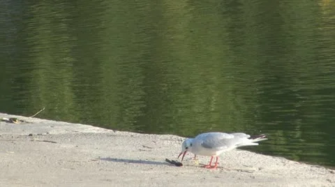 Seagull eats fish Vídeos de archivo 20489699