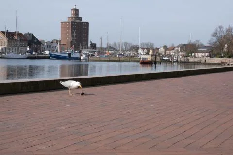 Seagull eats fish in the harbor of an old European city Stock Photos