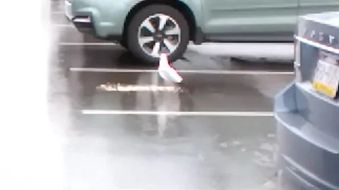Seagull eats food and fly away Stock Footage 183861424