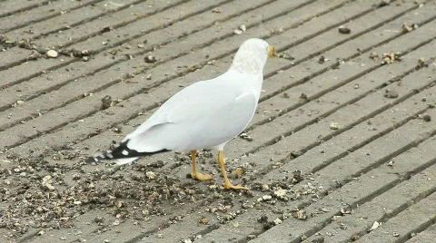 Seagull eats 스톡 동영상 603737