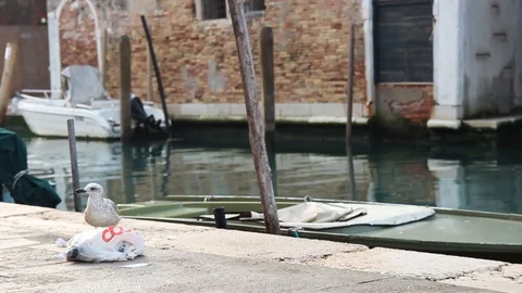 Seagull eats garbage in venice italy. Stock Footage 124585136