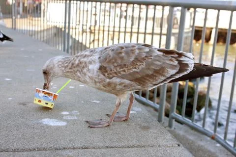 A Seagull Eats Leftover Ice Cream Out Of A Cup Stock Photos