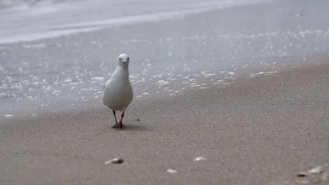 Seagull eats out of sand on a beach shoreline Stock-Footage 93722713