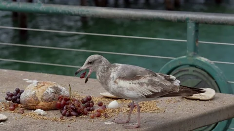 Seagull eats picnic grape at pier slow motion Stock Footage 152599854