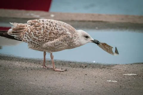 A seagull eats plastic waste Stock Photos
