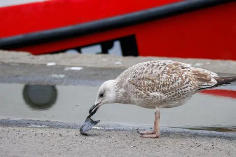 A seagull eats plastic waste Stock Photos