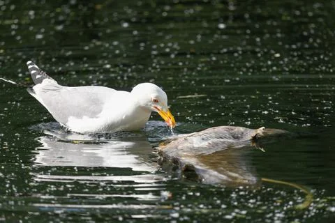 Seagull eats prey that has fallen into the lake Stock Photos
