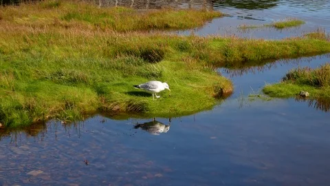Seagull eats small crab Stock Footage 79655875