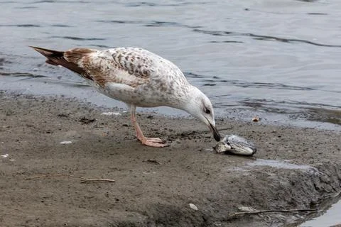 Seagull eats small fish on muddy beach near water Stock Photos