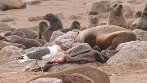 Seagull eats viciously a dead seal in slow motion Video stock 93751114