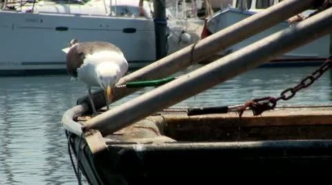 Seagull eats while onboard Stock Footage 12278932