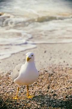 Seagull on the edge of a beach close-up Stock Photos