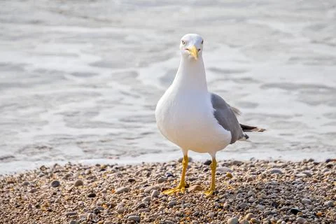 Seagull on the edge of a beach close-up Stock Photos