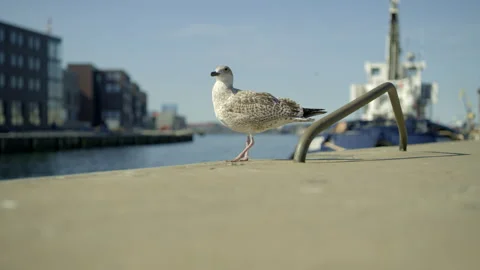 A seagull on the edge Stock Footage 253630843