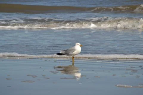 Seagull in the edge of the surf Foto stock