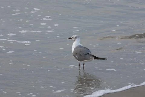 Seagull at the edge of a wave on the beach . Stock Photos