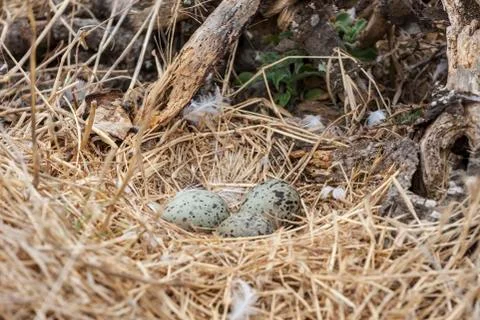 Seagull Eggs in NEst Stock Photos