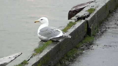 Seagull Enjoying The Rain .m2ts Stock Footage 1085501