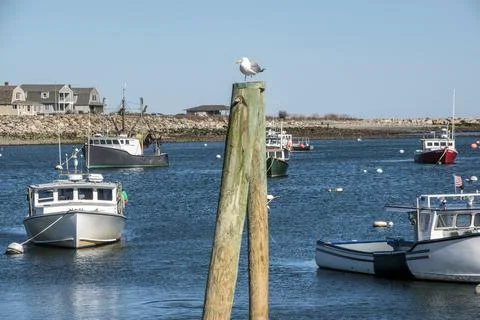 Seagull enjoying  a spring day down by the water Foto stock
