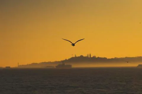 A Seagull escorting a ferryboat during sunset at Bosporus Foto stock