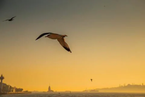 A Seagull escorting a ferryboat during sunset at Bosporus Foto stock