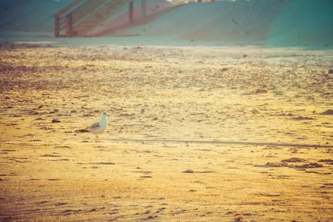 Seagull in Evening Light on a Beach Photos