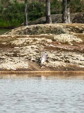 Seagull Facing Away While Eating on Rocks Stock Photos