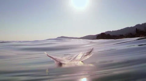 A seagull feather on a sea wave Stock Footage 55458990