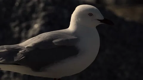 Seagull Feathers blowing in the Wind 動画素材 199424819
