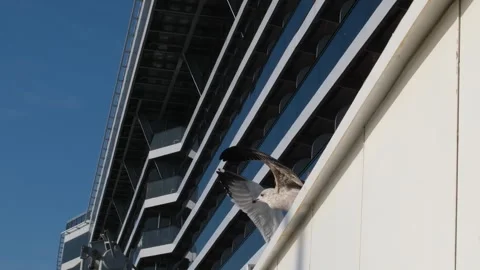 Seagull feed on ferry tour Stock Footage 317716735