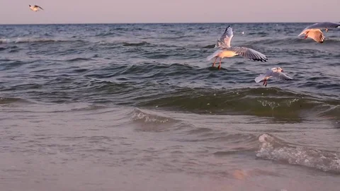 Seagull feeding on the coast Stock Footage 76080754