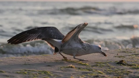 Seagull feeding on the coast Stock Footage 76093026